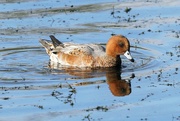 23rd Oct 2022 - WIGEON 
