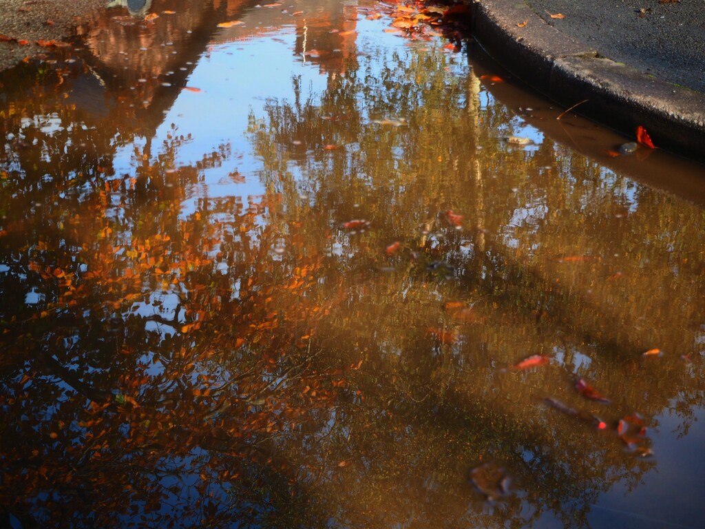 Puddle reflection by delboy207