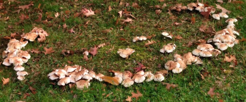 Day 299: Fairy Ring by jeanniec57