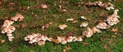 26th Oct 2022 - Day 299: Fairy Ring
