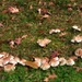Day 299: Fairy Ring by jeanniec57