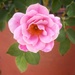 Pink Iceberg Rose  by salza