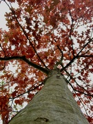 27th Oct 2022 - Tree trunk
