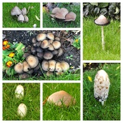 25th Oct 2022 - Fungus in the Garden