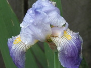 28th Oct 2022 - First flag iris with dew drops