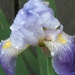 First flag iris with dew drops by Dawn