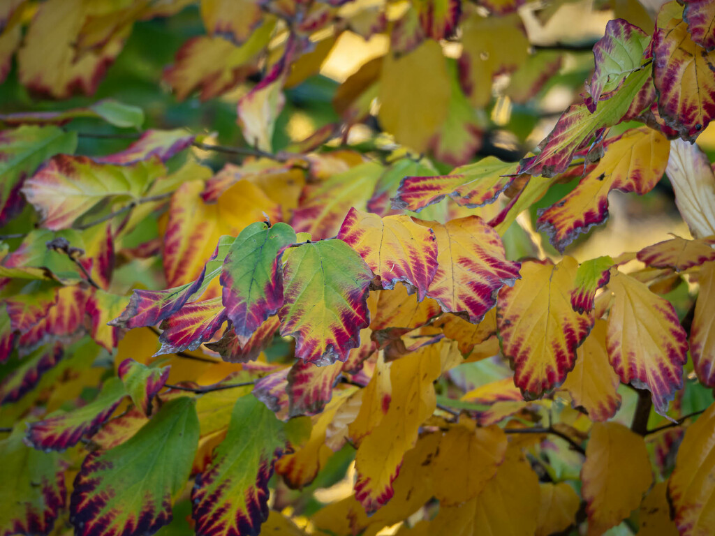 The leaves of witch hazels by haskar