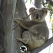 Grace is growing by koalagardens