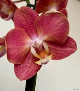 27th Oct 2022 - Orchid