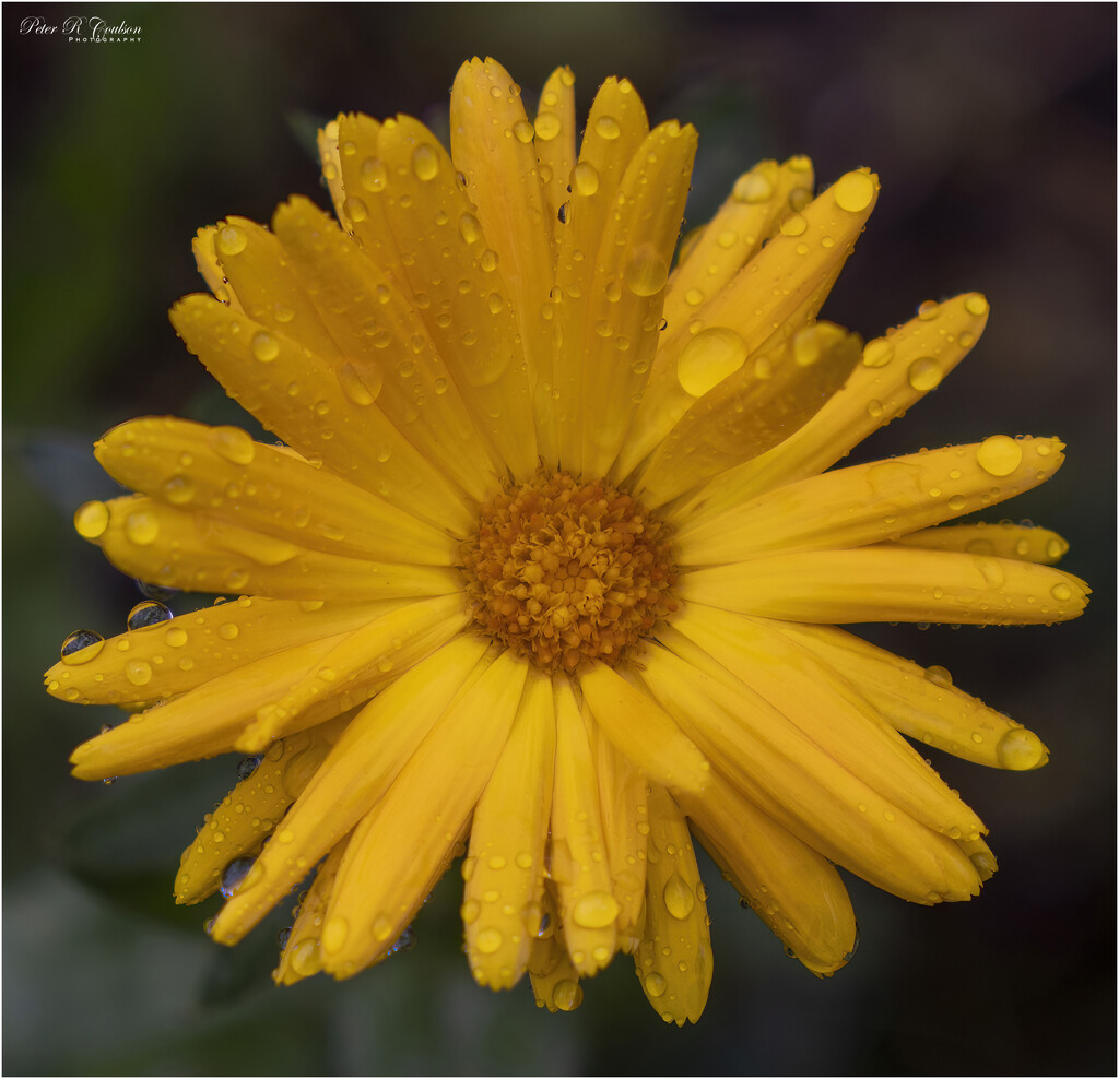 Wet Flower by pcoulson