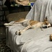 Lazy dog  by bellasmom