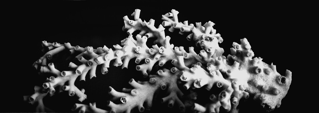 White sea coral by 365projectorgchristine