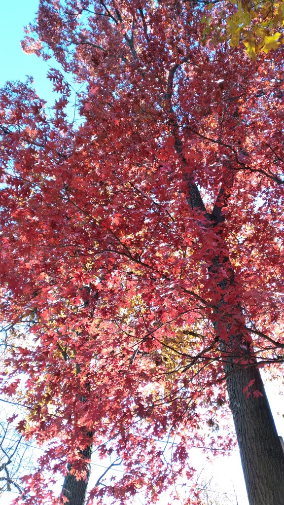 Red Oak Tree by julie
