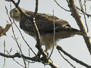 27th Oct 2022 - Red-tailed hawk