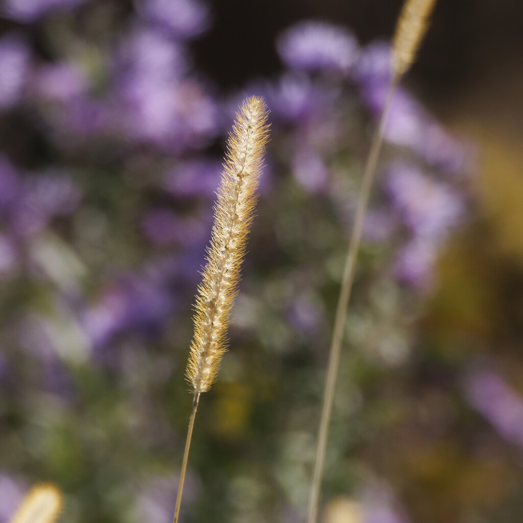 Timothy grass by rminer