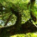 Ferns, Moss & Lichen ~   by happysnaps