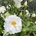 White Rose by loweygrace