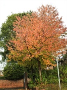 23rd Oct 2022 - Autumn Tree