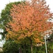Autumn Tree by oldjosh