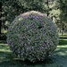 Giant flower ball.  by wh2021
