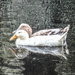 Two ducks by stuart46