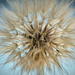 My first ever Dandelion on 365 Project