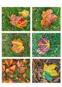 28th Oct 2022 - Colours of Autumn 1