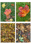 28th Oct 2022 - Extras - Colours of Autumn 2