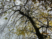 28th Oct 2022 - A tree with Autumn leaves.