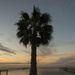 Palm tree - sunset by dkellogg