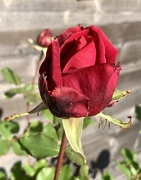 28th Oct 2022 - The Last Rose Of Summer