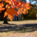 Spring Grove Autumn by cdonohoue