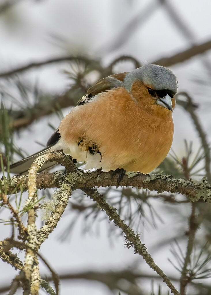 Cold Chaffinch by shepherdmanswife