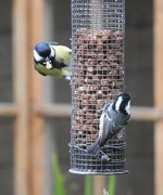 25th Oct 2022 - Blue Tit (left) and Coal Tit (right)
