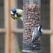 Blue Tit (left) and Coal Tit (right) by susiemc