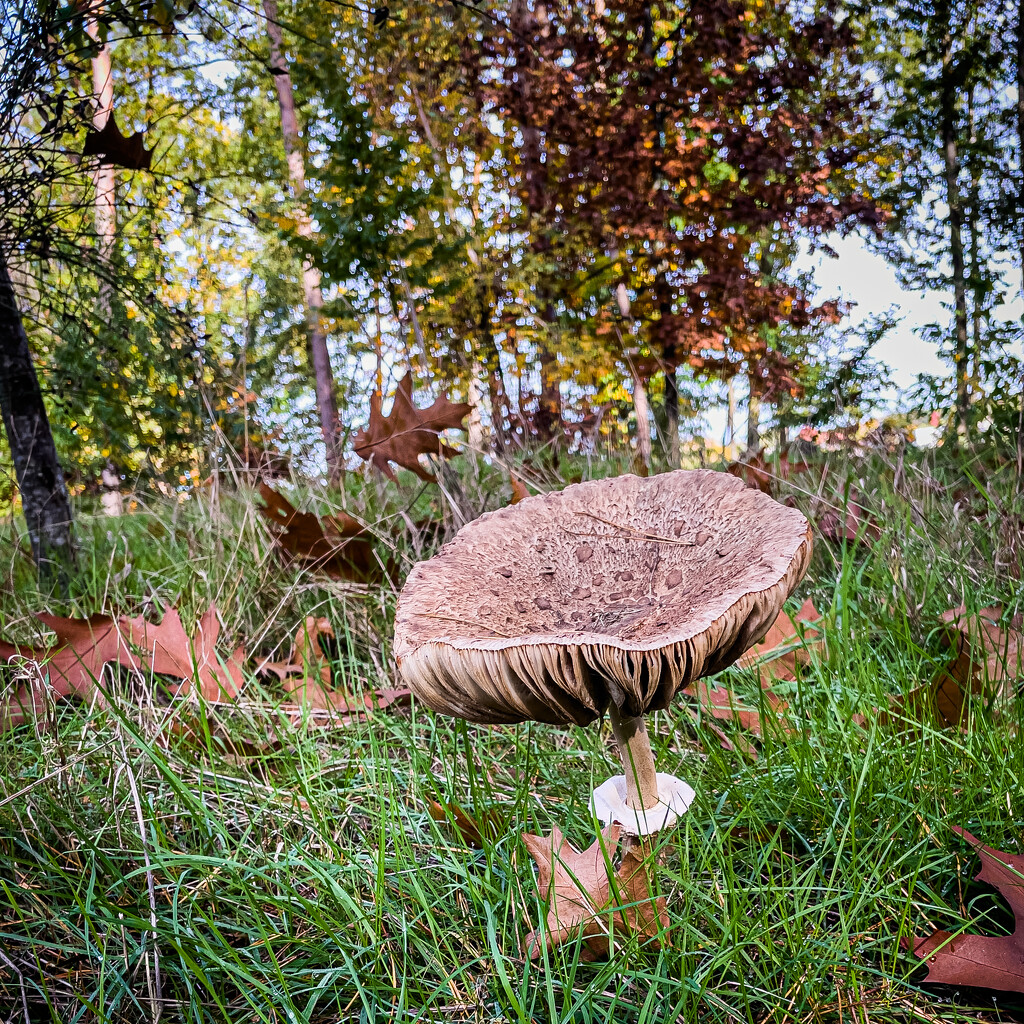 10-27 - Mushroom in the woods by talmon