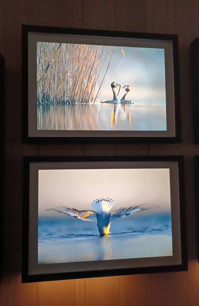 Wildlife photography exhibition  by busylady