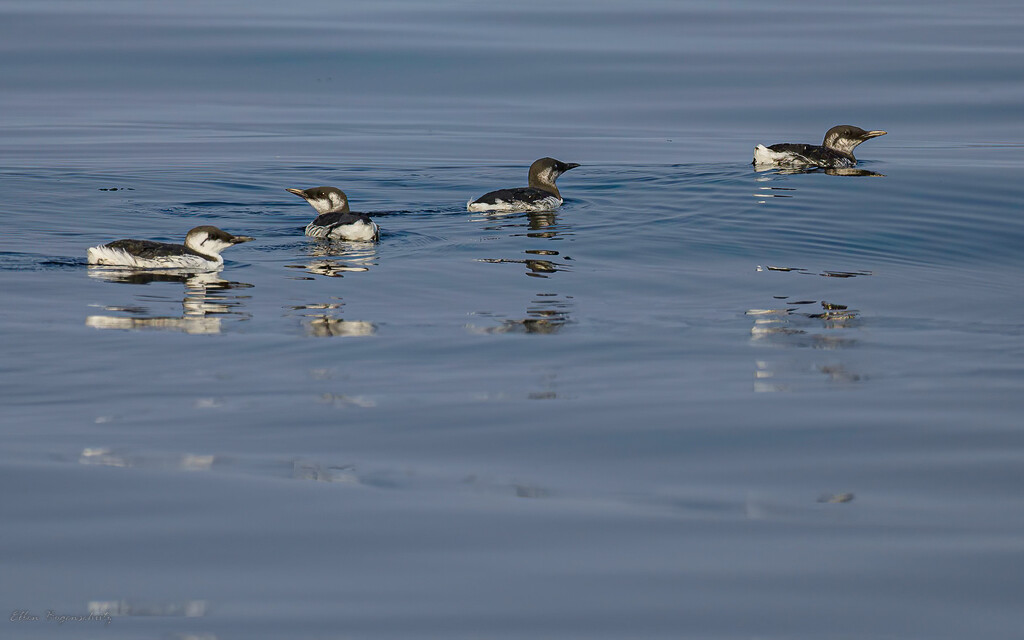Marbled Murrelets by theredcamera