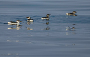 27th Oct 2022 - Marbled Murrelets