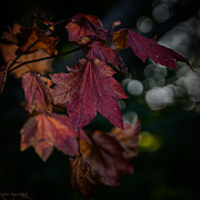 28th Oct 2022 - Turning leaves with Bokeh