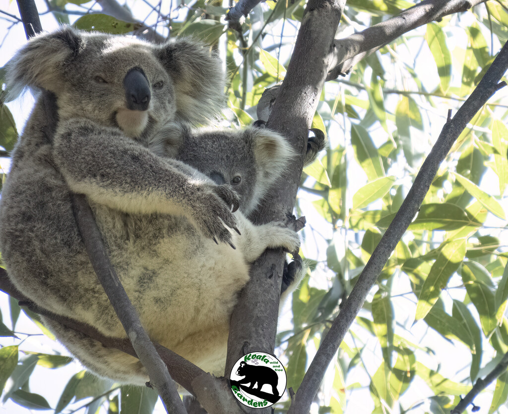 peeking over mums knee by koalagardens