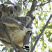 peeking over mums knee by koalagardens