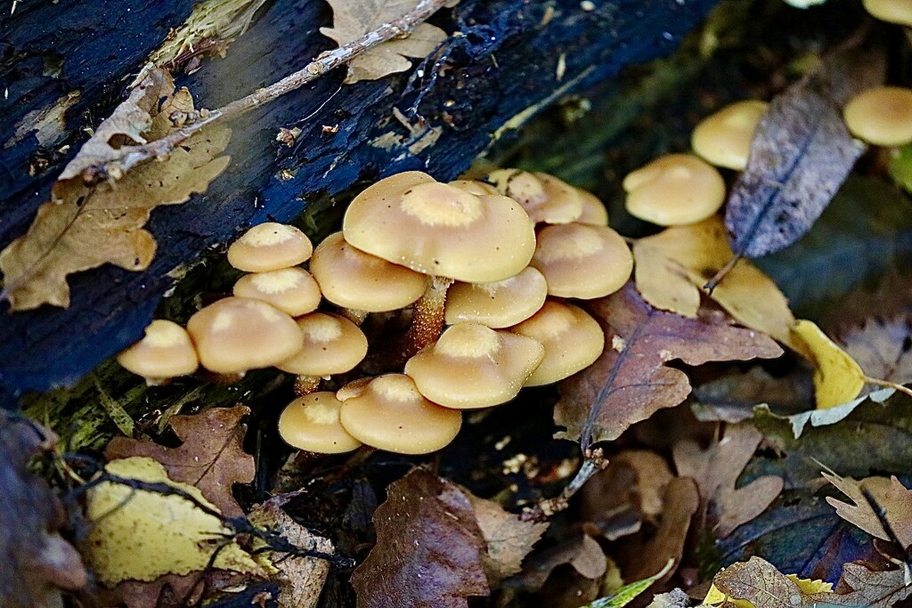 Mushroom Season  by carole_sandford