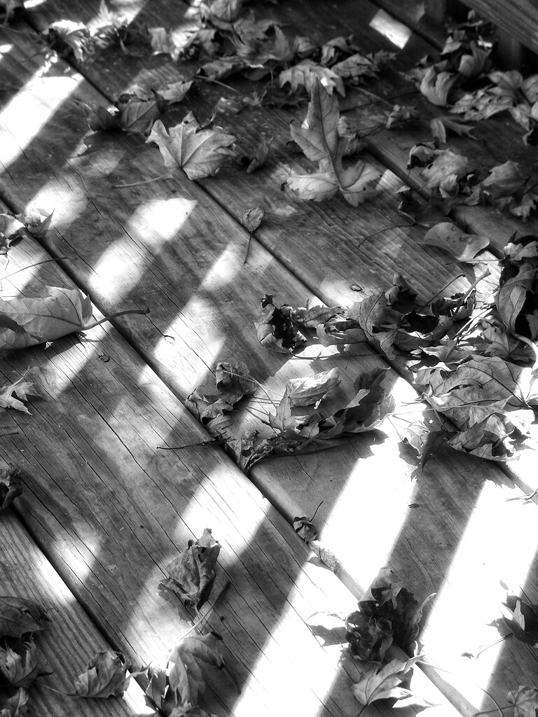 Fallen leaves and shadows... by marlboromaam