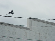 28th Oct 2022 - Crow Flying Mid-air
