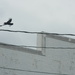 Crow Flying Mid-air by sfeldphotos
