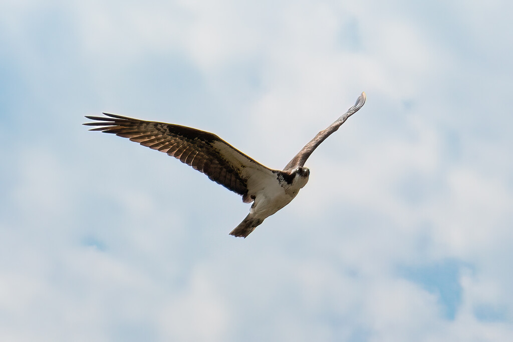Oregon Hawk by swchappell