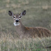 Whitetail Doe At Rest by bjywamer