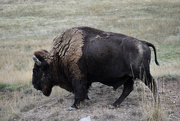 28th Oct 2022 - Bull Bison
