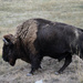 Bull Bison by bjywamer
